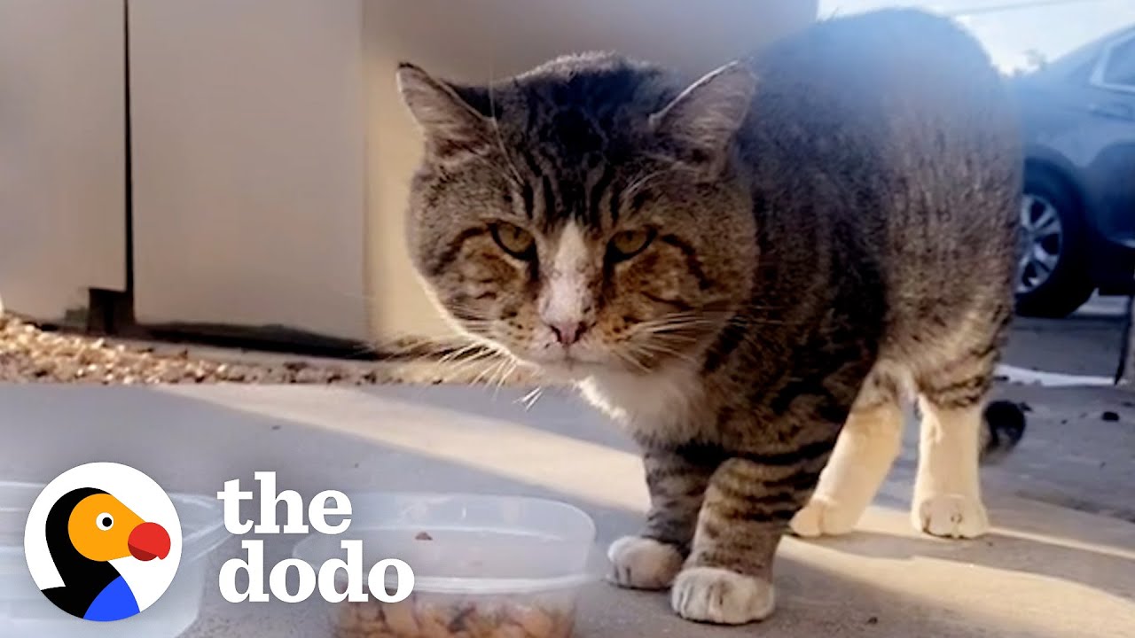 Chonkiest Tomcat Appears In Woman’s Living Room