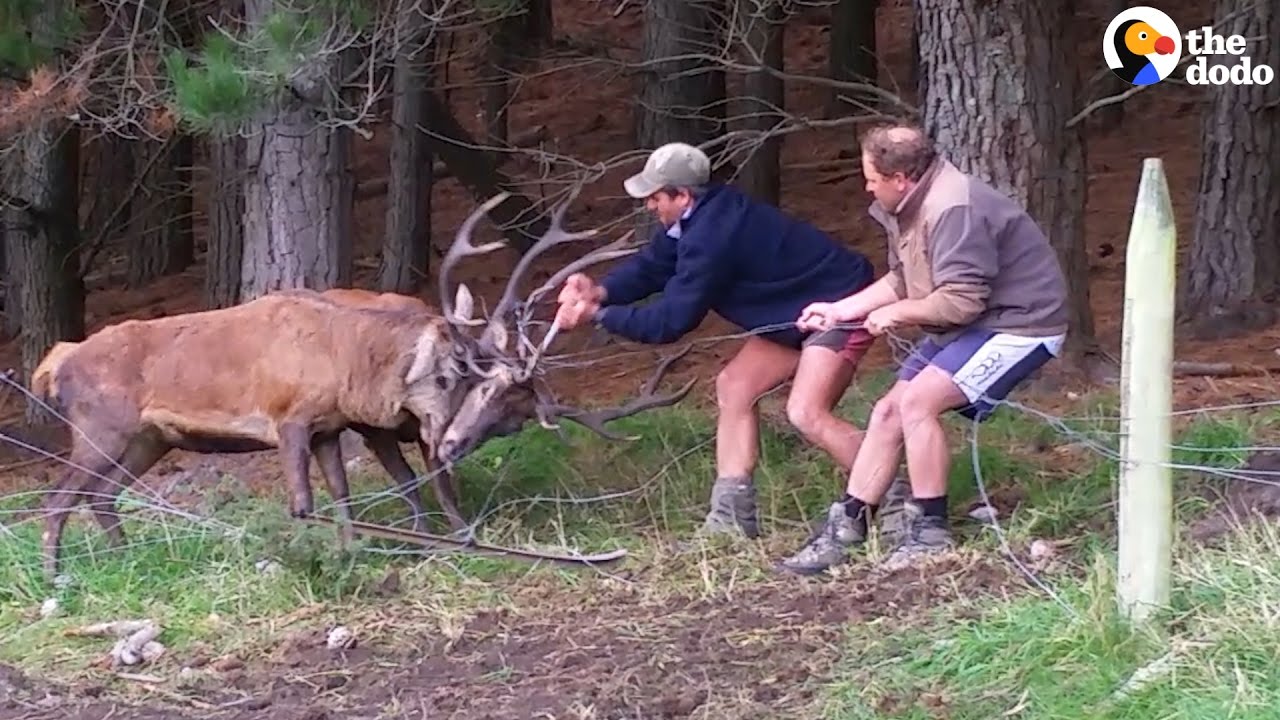 Deers Stuck in Fence Untangled by Farmers