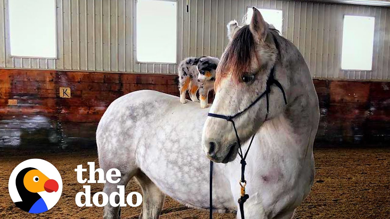 Dog Refuses To Come Down From His Favorite Horse