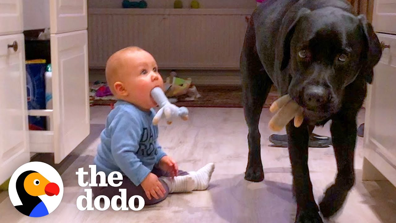 Dog Teaches His Little Human How To Be A Puppy