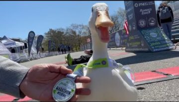 Duck Runs Marathon & Wins Medal