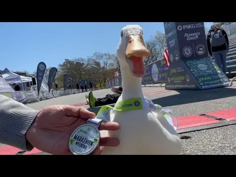 Duck Runs Marathon & Wins Medal