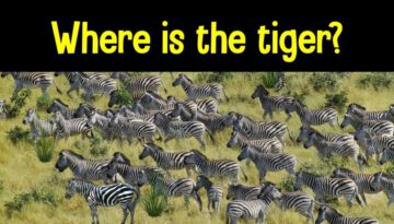 Find the Animal Game: Can you find the hidden animals?