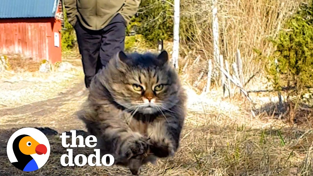 Fluffy Cat Runs As Fast As A Cheetah And Beats Her Dad In Every Race