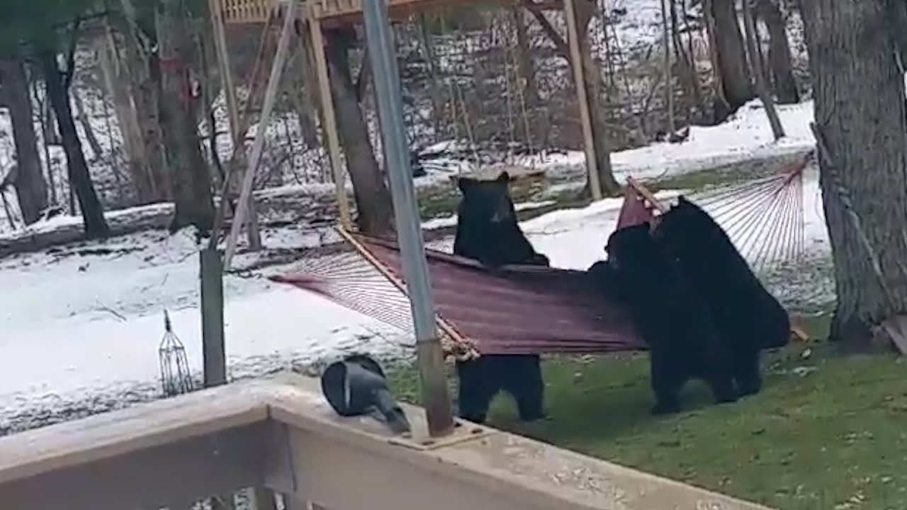 Hilarious Bears vs Hammock – Best Pets of the Week