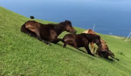 Hilarious Horses Slide Down a Hill