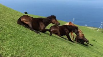 Hilarious Horses Slide Down a Hill