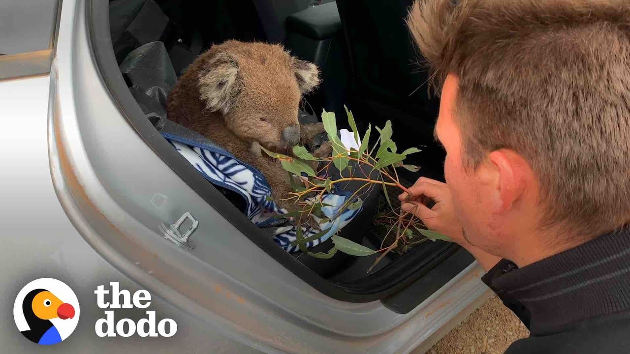 Hungry Koala Walks Up To Couple Asking For Help