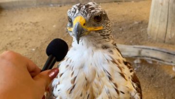 I Interviewed Animals With a Tiny Mic Again