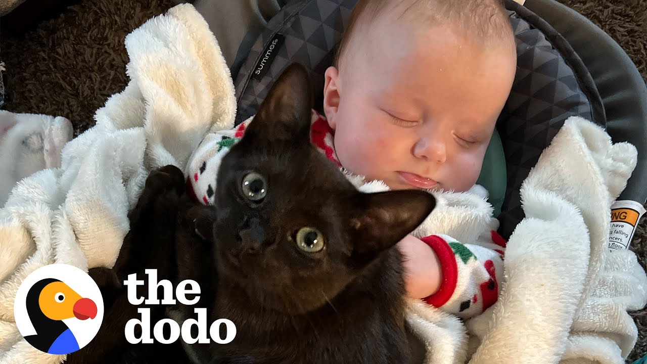 Kitten Gets Caught On Baby Cam Sneaking Into Her Sister’s Crib For A Snuggle