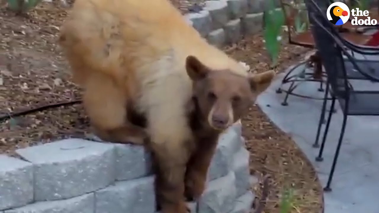 Lady Comes Home To Find A Bear In Her Yard