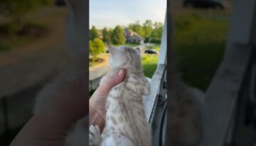 Mama Cat Comes Running Home to Kitten’s Cry