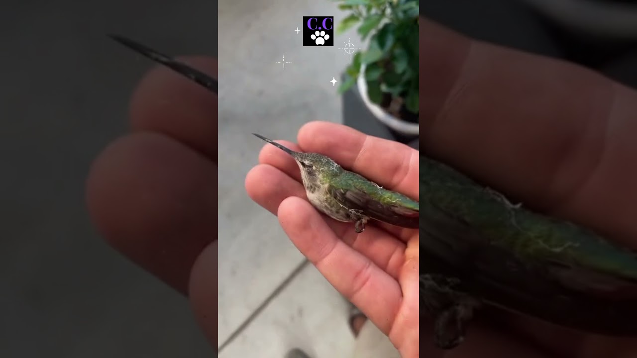 Saving Hummingbird from Spider Web