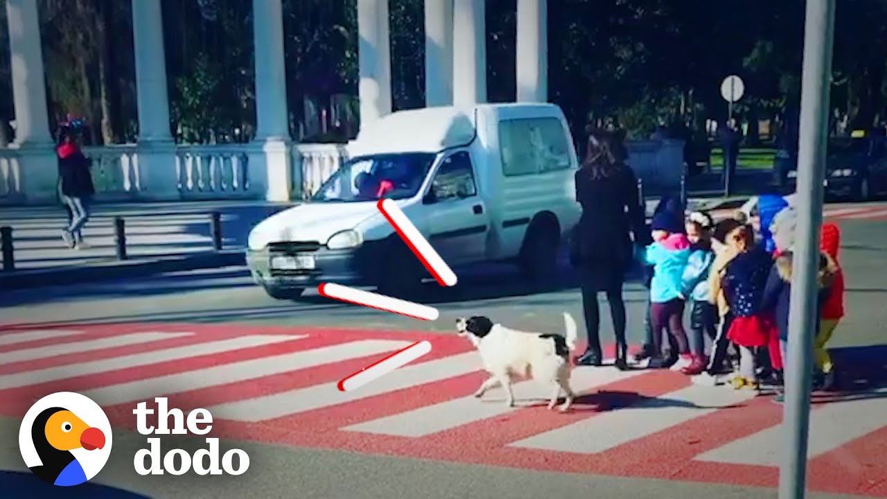 Stray Dog Helps Kids Safely Cross The Street