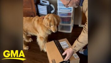 The Story Behind Viral Video of Golden Retriever Getting a Surprise