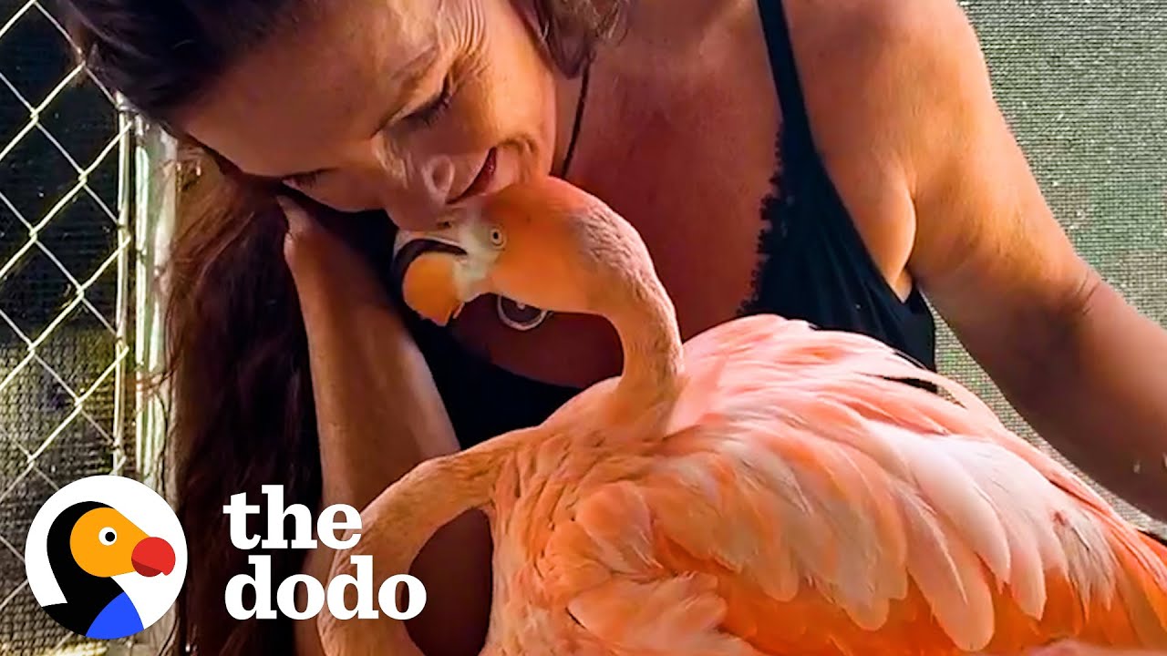 Woman Raises A Baby Flamingo Who Comes Back To Snuggle