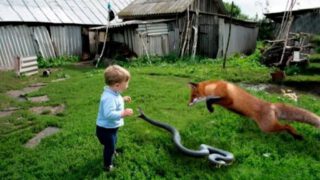 100 Most Interesting Animal Moments Caught on Camera