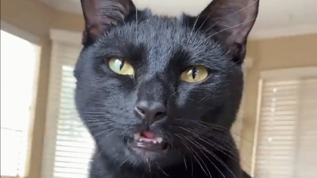 Black cat wasn’t getting adopted. Then this woman took him home.