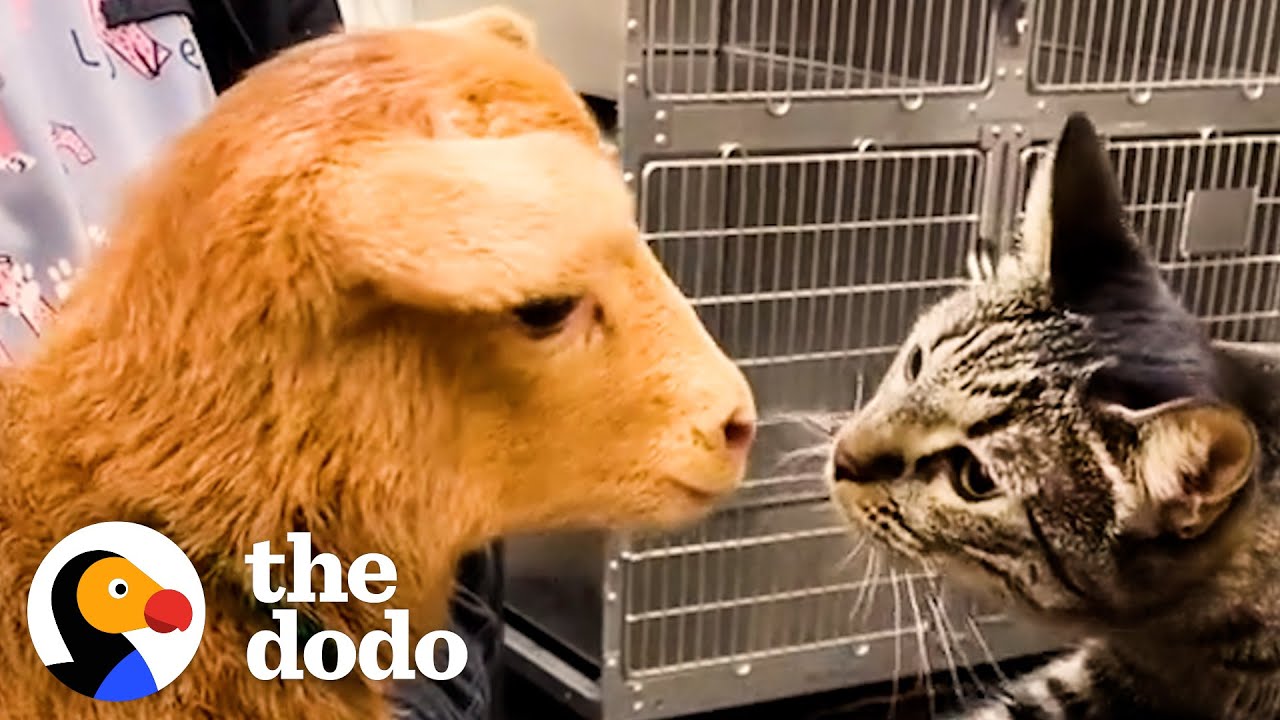 Cat Reaches Into Every Cage At The Vet To Pet The Animals