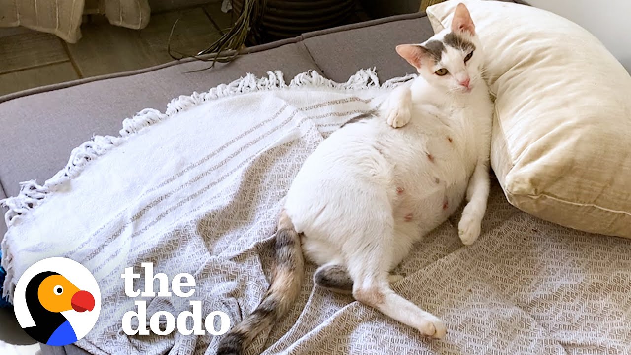 Couples Takes Home Pregnant Stray Cat Living At A Car Rental Shop In Costa Rica