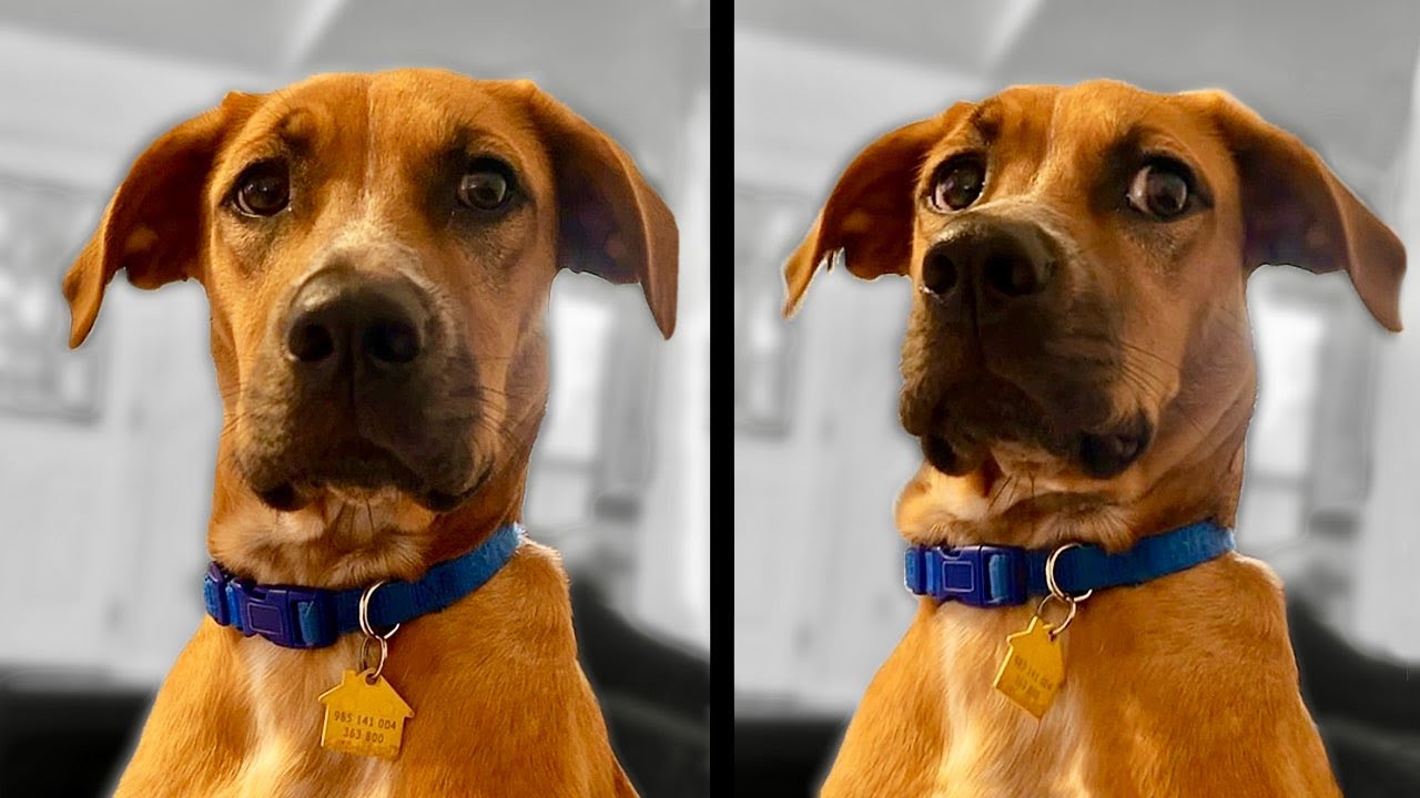 Dog Finds Out He’s Adopted