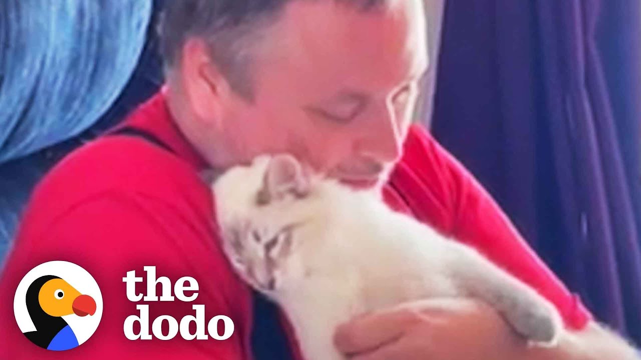 Dog-Person Guy Begs His Wife To Adopt Shelter Cat