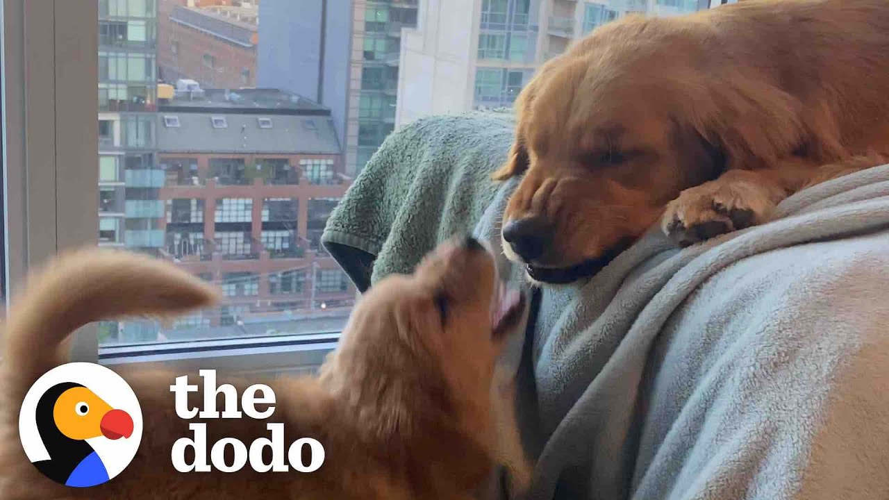 Golden Retriever Falls In Love With His Annoying Little Sister