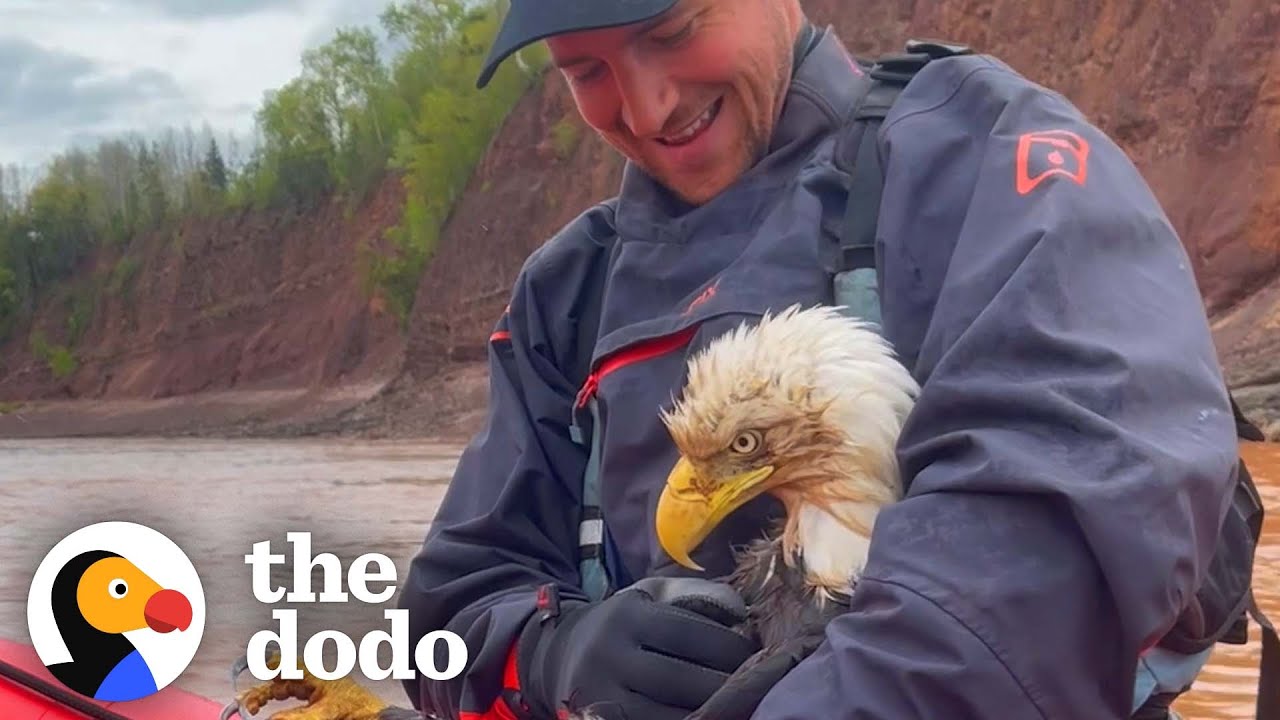 Guy Saves Bald Eagle From Drowning In River