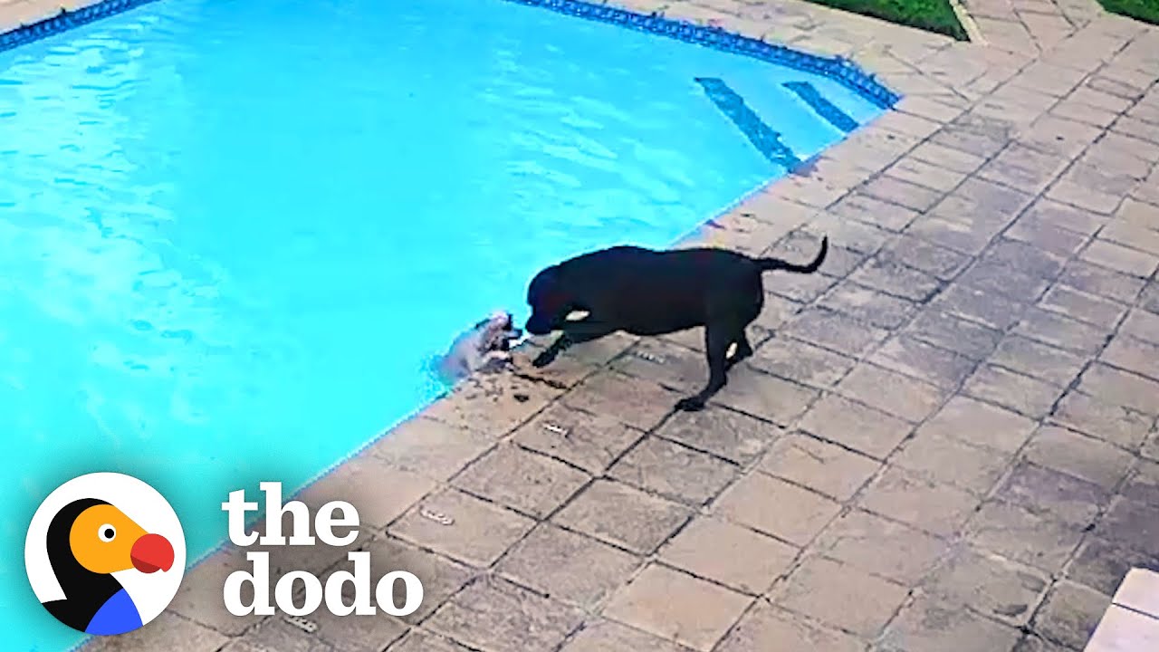 Hero Dog Saves His Tiny Best Friend From Drowning