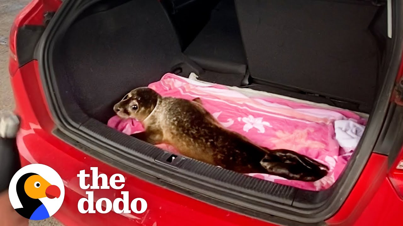 Hissing Baby Seal Who Was So Mad To Be Rescued Is So Happy When He Goes Back To The Wild