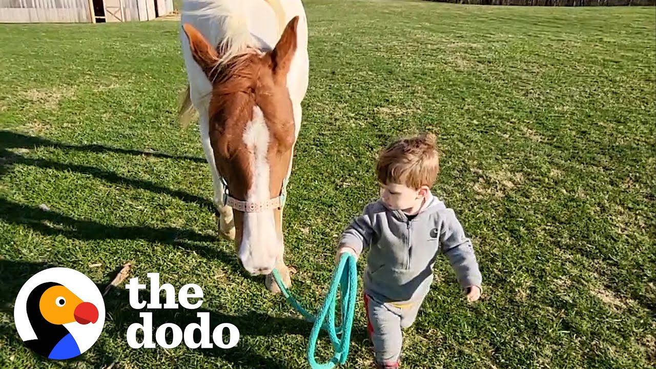 Horse Comes Running When Little Boy Calls Her Name