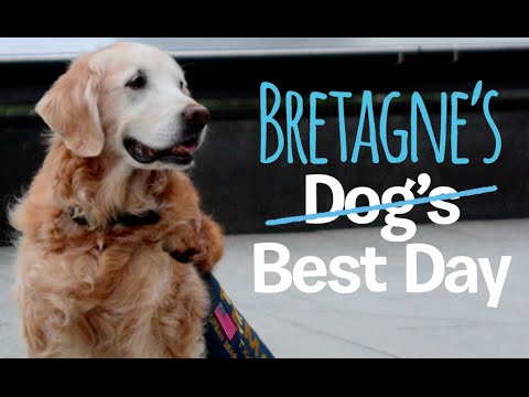 Last 9/11 Search and Rescue Dog Bretagne Comes Back to NYC