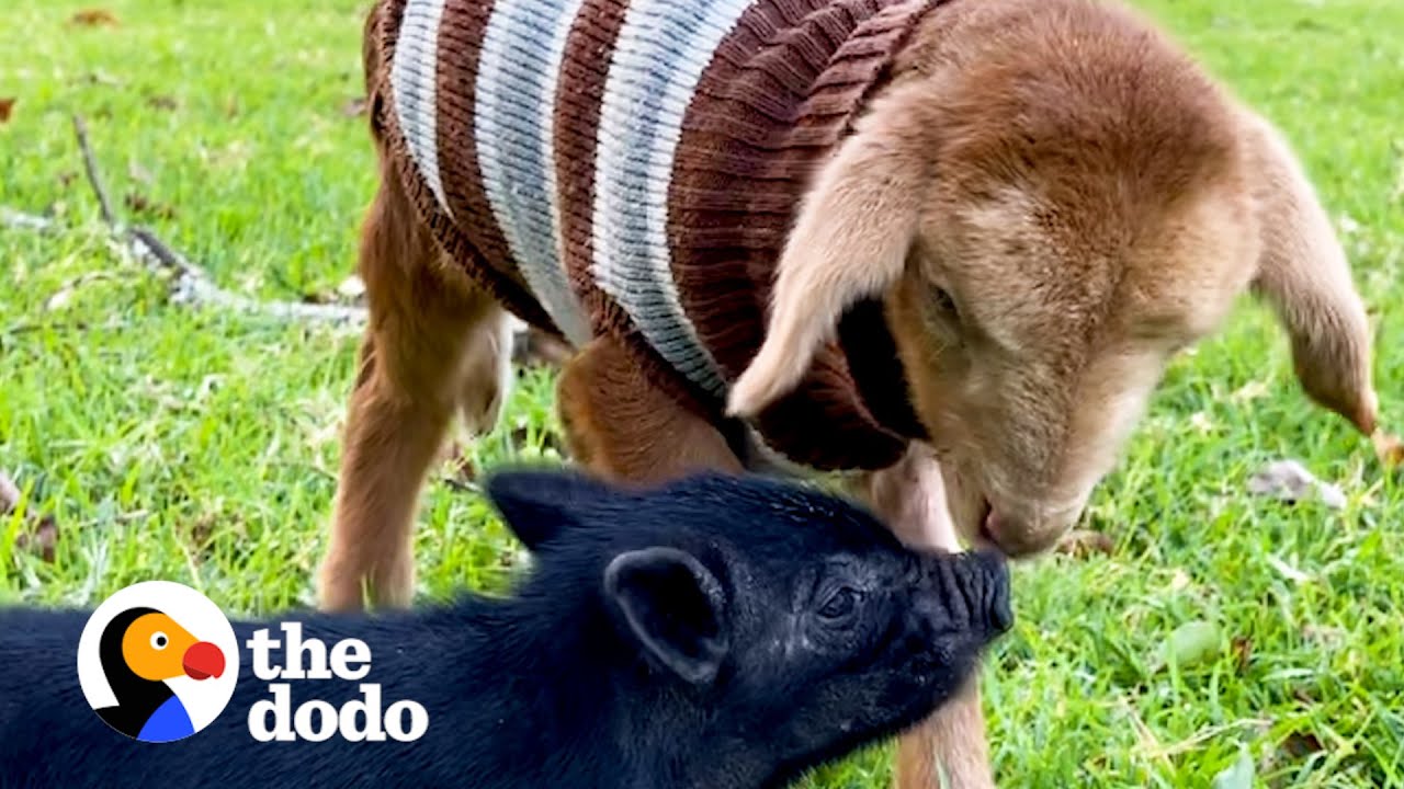 Orphaned Lamb And Piglet Become Instant Friends