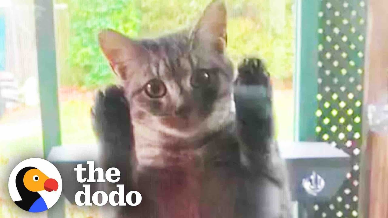 Pregnant Stray Cat Scales Family’s Screen Door Looking For Food