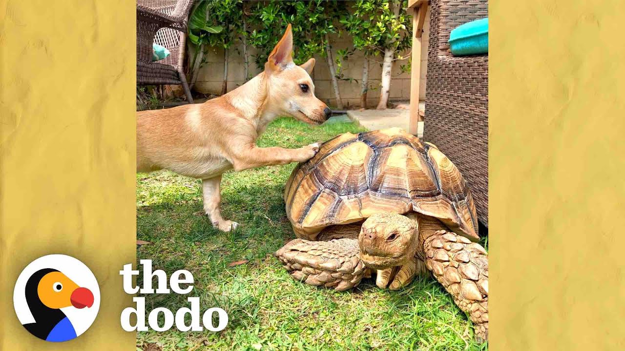 Puppy Brings His Favorite Toys To His Tortoise BFF Everyday