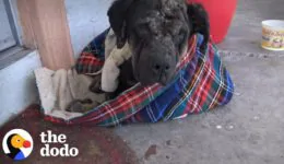 Stray Dog Collapses on Woman’s Porch and Slowly Turns into the Most Beautiful Puppy