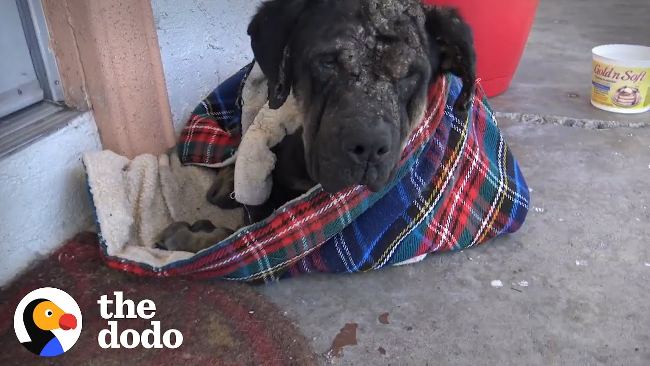 Stray Dog Collapses on Woman’s Porch and Slowly Turns into the Most Beautiful Puppy