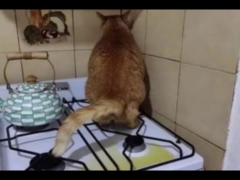 These Funny Cats Will Make You Laugh!