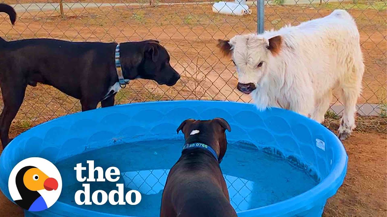 This Cow Wants To Be Wherever His Favorite People Are