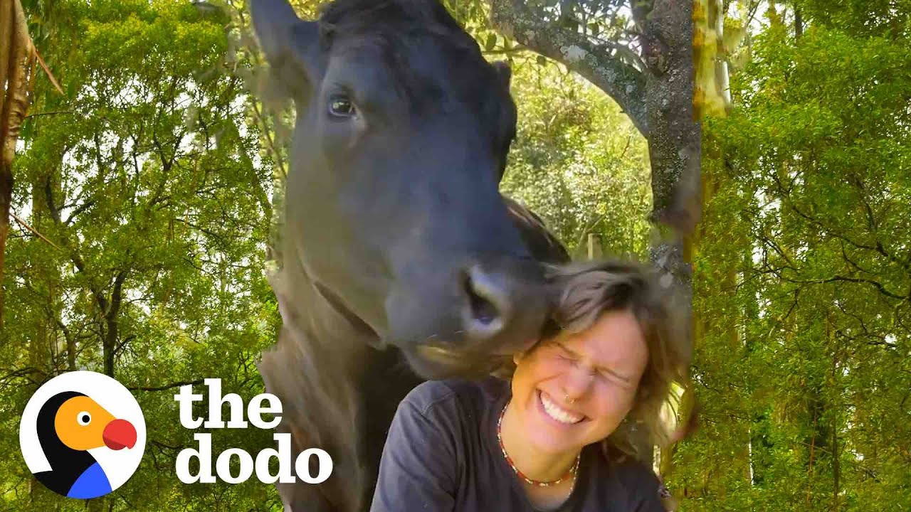 This Rescue Cow Acts Like A 1-Ton Baby