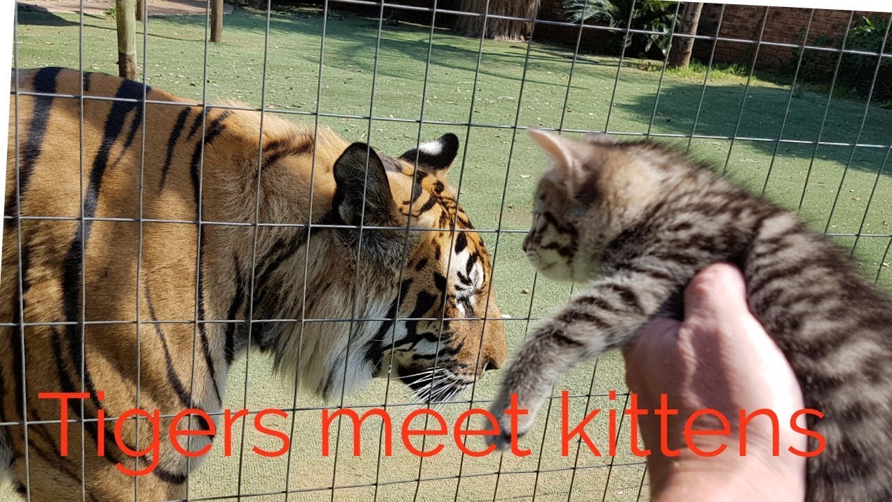 Tigers Reaction to the Kittens