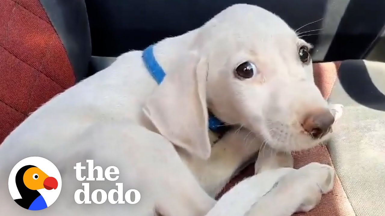 Tiny Dumpster Puppy Learns How To Be A Dog