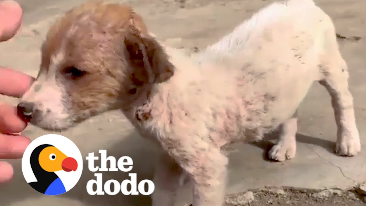 Tiny Stray Dog Wanders Up To Couple On Vacation