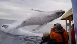 Whale Jumps Out of Nowhere During Sight Seeing Tour