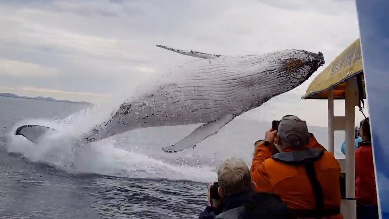 Whale Jumps Out of Nowhere During Sight Seeing Tour