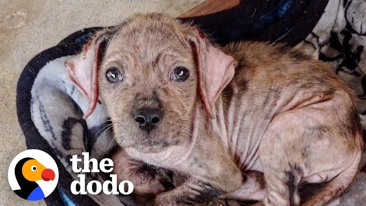 Abandoned Puppy With Mange Transforms Into A Beautifully Healthy And Happy Girl