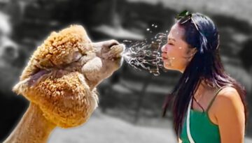 Alpaca Spits in Woman’s Face