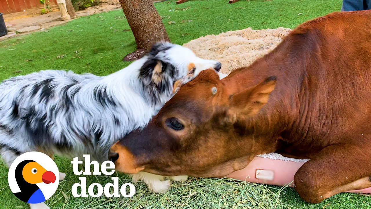 Baby Cow Loves Chasing His Dog Sibling