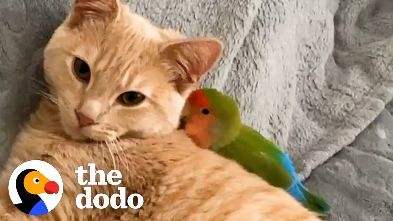 Cat Is Obsessed With His Tiny Love Bird