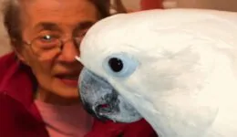 Cockatoo Falls in Love With Grandma Barbara